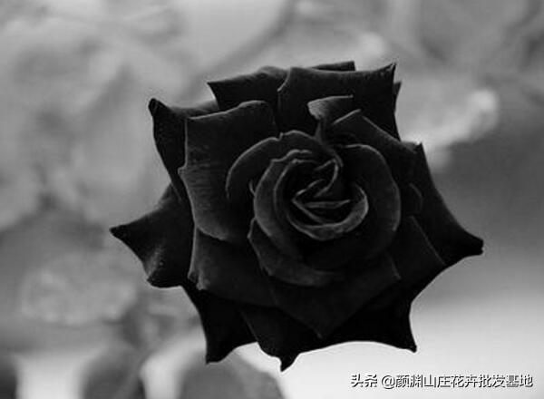 黑玫瑰花语及象征意义（黑色玫瑰代表的寓意是什么）