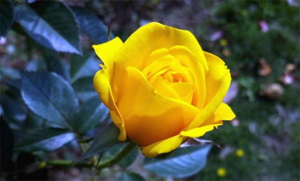 关于黄玫瑰的真实含义（一支黄玫瑰花语是什么）