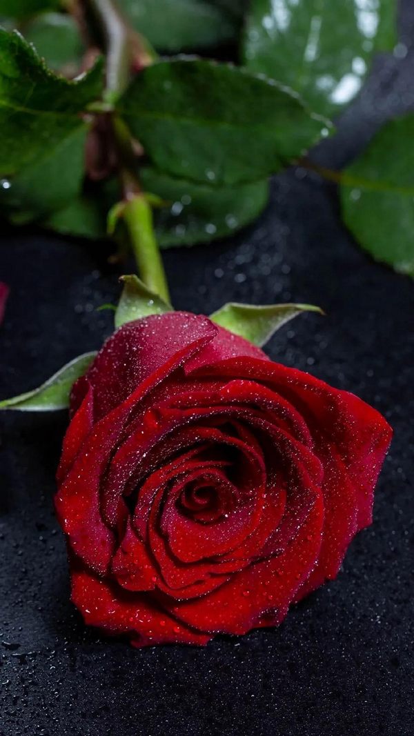 了解红玫瑰的寓意和象征（9朵红玫瑰花代表什么意思）