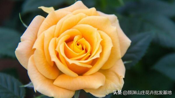 了解黄玫瑰花代表的花语（黄玫瑰代表着啥意思）