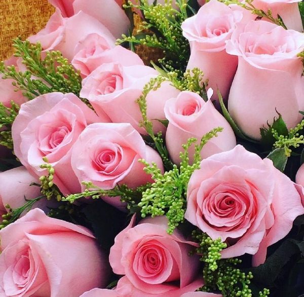 粉色玫瑰的含义和象征（粉色玫瑰代表什么意思）
