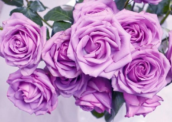 紫玫瑰的花语和传说（紫色玫瑰花寓意是什么）