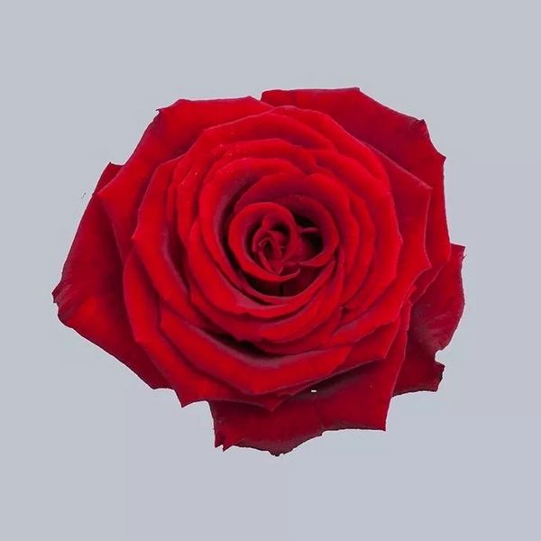 简述红玫瑰花代表的含义（红玫瑰花的寓意是什么）
