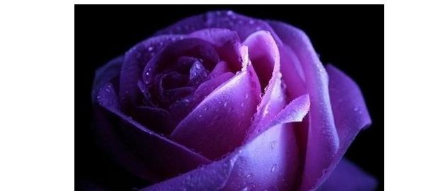 紫玫瑰的寓意和传说（紫色玫瑰花语是什么意思）