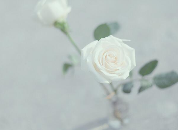 白玫瑰的寓意和花语（白玫瑰象征意义是什么）