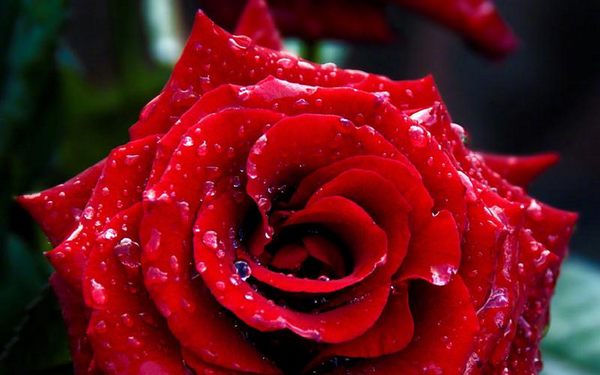 红色玫瑰花朵数含义（红玫瑰数量代表什么）