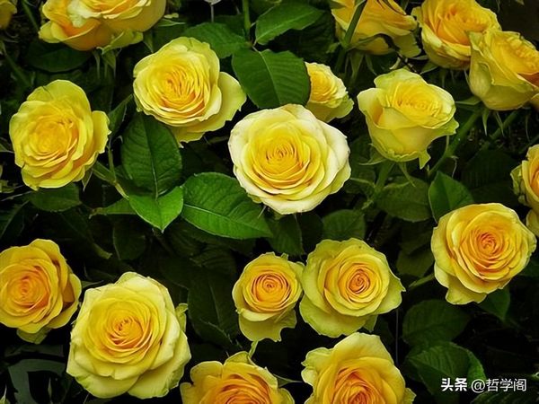 黄玫瑰朵数的寓意（黄玫瑰送多少朵的含义）