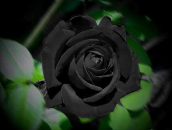 黑玫瑰花的花语和寓意（黑色玫瑰是什么意思）