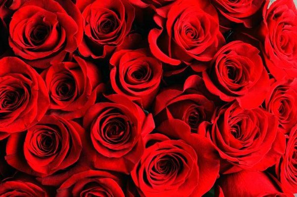 不同朵数玫瑰花的寓意（11朵红色玫瑰花的花语）