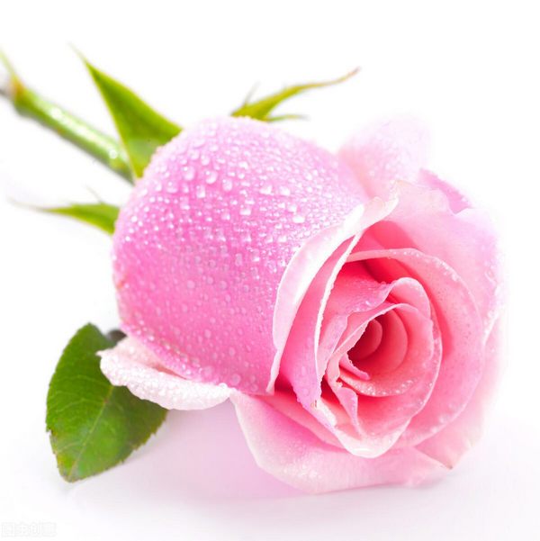 送粉红色玫瑰代表意义（粉玫瑰花的意思代表什么）