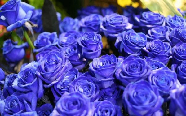 蓝色妖姬的寓意和花语（蓝玫瑰含义是什么意思）