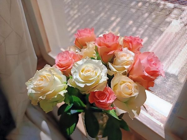玫瑰花语大全介绍（12朵花代表什么含义）