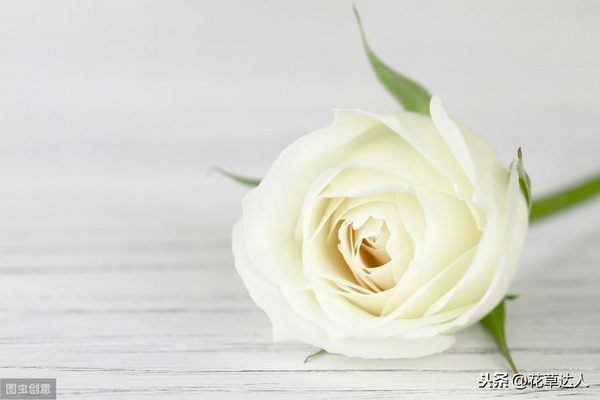 白玫瑰的花语与寓意（白玫瑰代表什么意思）