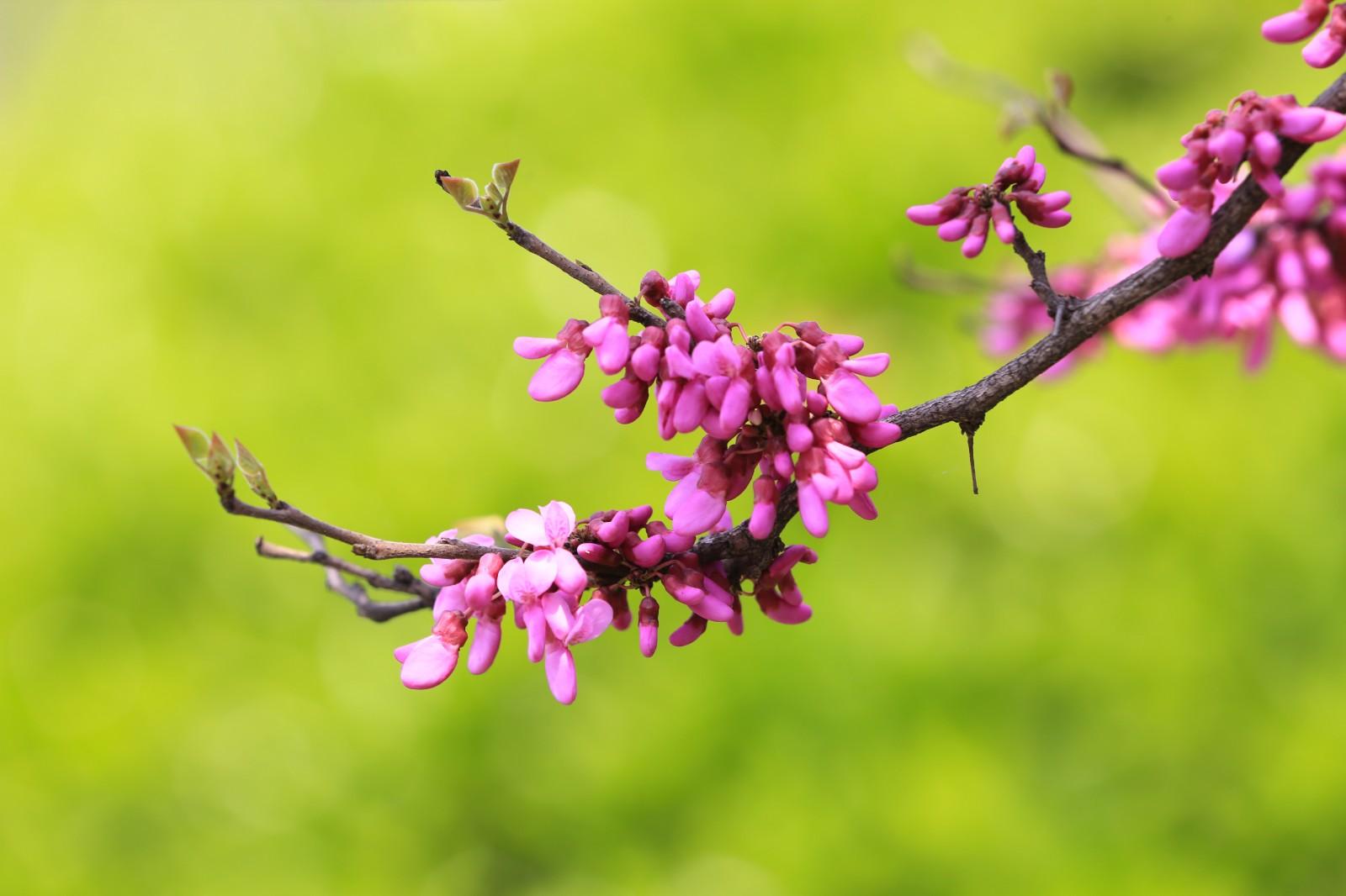 紫荆花的花期是在几月份（紫荆花什么时候开）