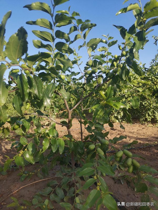 有关枣树的种植条件（枣树怎样种植技术）