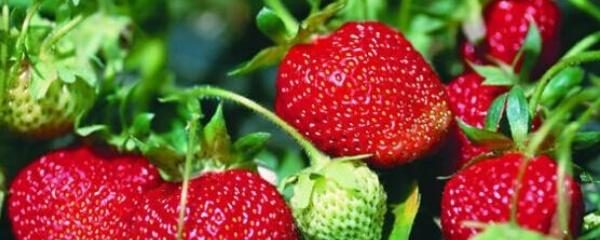草莓的栽培技术及管理方法（草莓怎么种植）